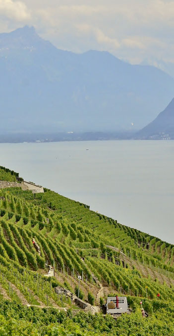 シャスラワイン試飲会IN東京2015