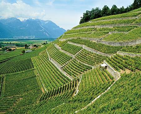 ドメーヌ・ド・ラ・ピエール・ラタン